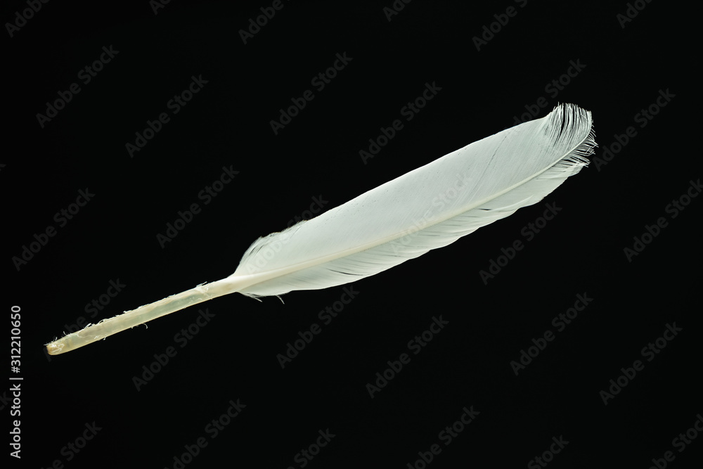 Poster Beautiful white Bird feather pattern for design texture. Isolated on Black Background