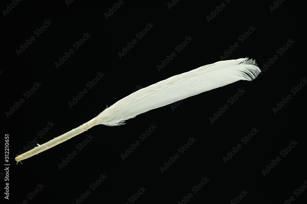 Poster Beautiful white Bird feather pattern for design texture. Isolated on Black Background
