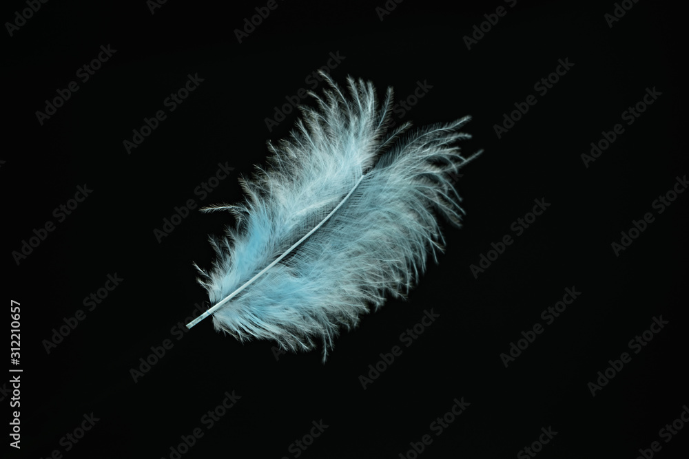 Aufkleber beautiful blue bird feather pattern for design texture. isolated on black background