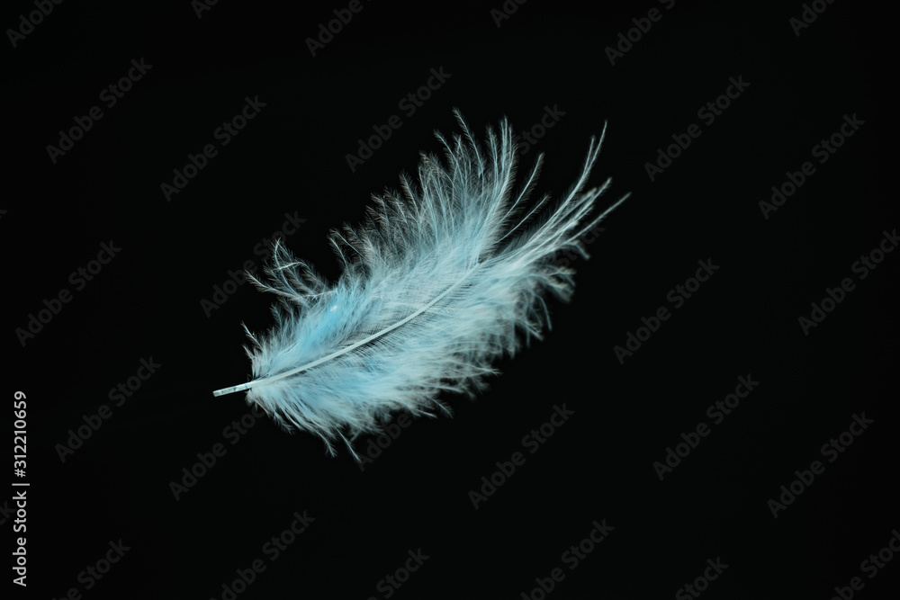Poster Beautiful Blue Bird feather pattern for design texture. Isolated on Black Background