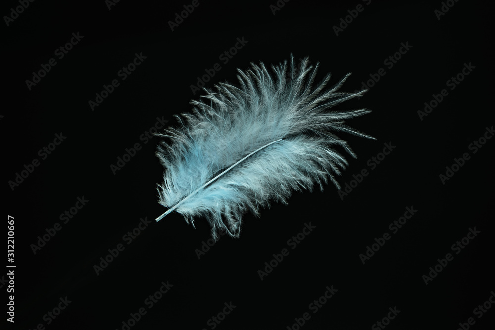 Poster Beautiful Blue Bird feather pattern for design texture. Isolated on Black Background