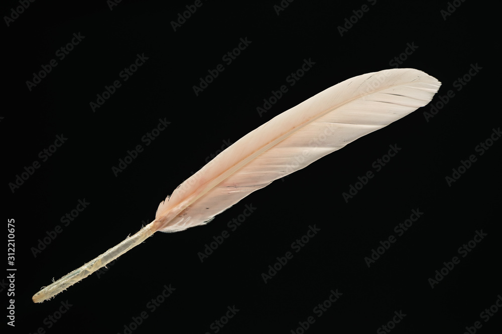 Poster beautiful pink bird feather pattern for design texture. isolated on black background