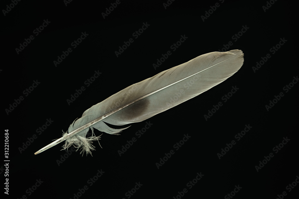 Poster Beautiful gray Bird feather pattern for design texture. Isolated on Black Background
