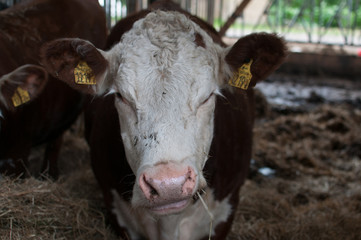 big cow looking angrily towards the camera