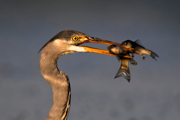 Grey heron hunting fish