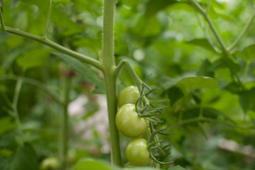 green tomato waiting to ripen
