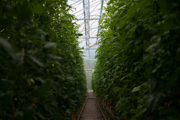 Rows of tomato plants in greenhouse