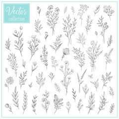 Hand Drawn Botanical Flowers. Set of plant elements. Vector Collection of Illustrations. Hand sketched vector vintage elements (leaves and flowers). Wedding decorations