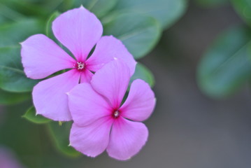 Fototapeta na wymiar purple flower