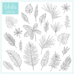Hand sketched vector vintage tropical elements. Hand Drawn Botanical Tropical leaves. Set of plant elements. Vector Collection of Illustrations