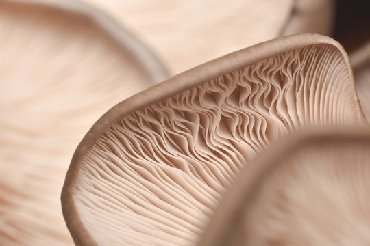 Close up of mushroom gills. Abstract nature background, macro shot of oyster mushroom gills