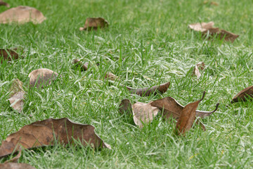 Morgentau im Winter