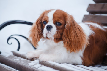Dog cavalier king charles spaniel lies in the winter on a bench