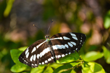 Obraz na płótnie Canvas Butterfly perching on bush in nature 