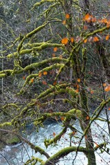 Obraz na płótnie Canvas Green Moss on tree branches 