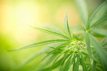 Nature of green leaf in garden at summer. Natural green leaves plants using as spring background cover page greenery environment ecology wallpaper