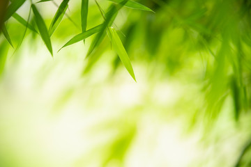 Fototapeta na wymiar Nature of green leaf bamboo in garden at summer. Natural green leaves plants using as spring background cover page greenery environment ecology wallpaper