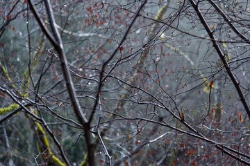Focus on branches of trees in wet forest 