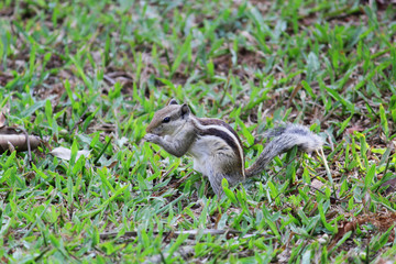 squirrel on grass