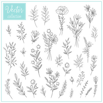 Hand Drawn Botanical Flowers. Set of plant elements. Vector Collection of Illustrations. Hand sketched vector vintage elements (leaves and flowers). Wedding decorations