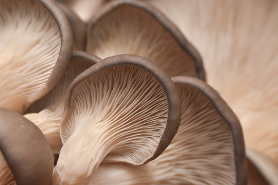 Fresh oyster mushrooms. (Pleurotus ostreatus). Vegetarian food, healthy mushroom close up