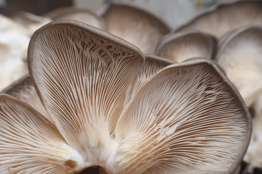 Fresh oyster mushrooms. (Pleurotus ostreatus). Vegetarian food, healthy mushroom close up