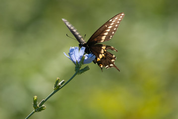 Butterfly sitting on a blue flower