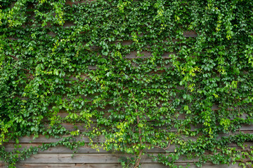 .Ivy background