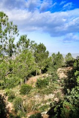 Fototapeta na wymiar Countryside landscape with native bushes and conifers