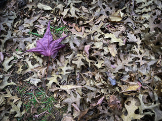 purple leaf on the forest ground