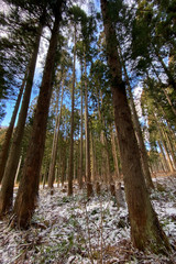 冬の森林　雪景色　青空　太陽の光