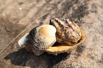sea shell on the beach