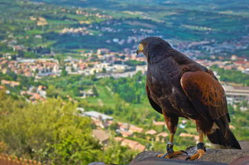 Bird of prey looking over Narni in Italy
