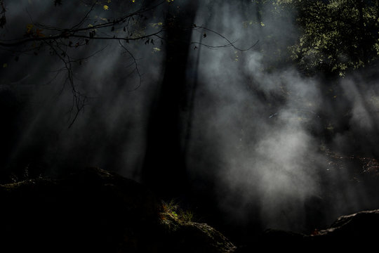 forest in fog