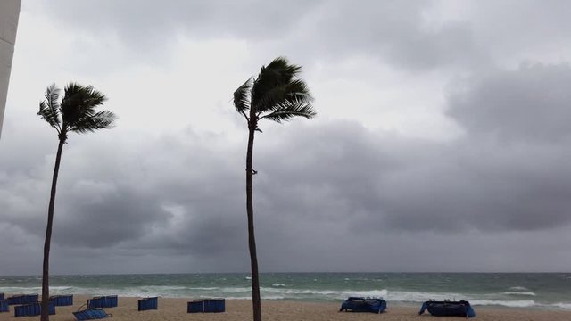 Deserted beach with stormy wind storm blowing two palm trees. The sky has thick dark clouds