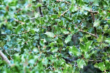 Fototapeta na wymiar Beautiful native Quercus Coccifera plant in the mountain