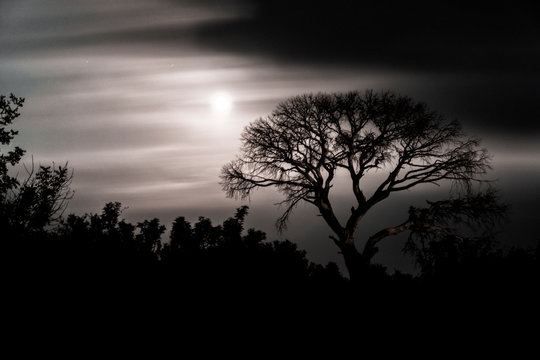 silhouette of a tree at sunset