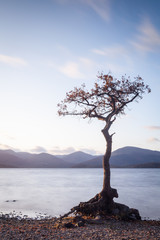 Solitary Tree on the bank of Loch Lomond Scotland