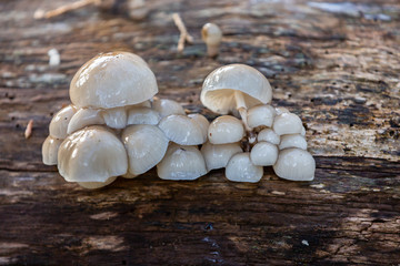 Cluster of Moist Toadstools on a decomposing log in autumn