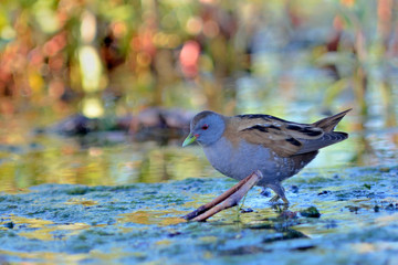 Little Crake (Porzana parva), Greece