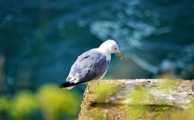 Mouette mélancolique