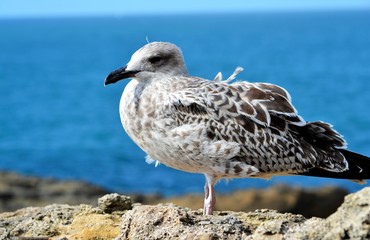 Mouette