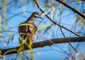 White-winged dove out on a limb along the nature trail!