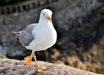 Mouette