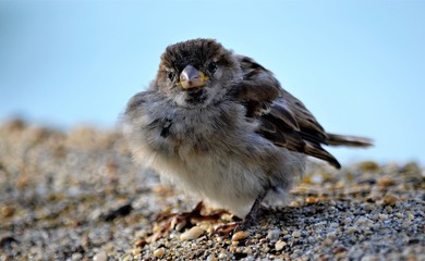 Moineau