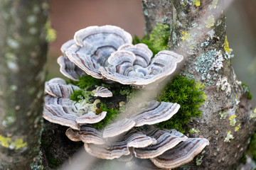 Natürliche Schönheit