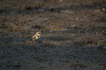 The Javan plover (Charadrius javanicus) is a species of bird in the family Charadriidae. It is endemic to Indonesia. Its natural habitats are sandy shores and intertidal flats
