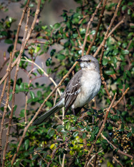 Northern Mockingbird among the thorns along the nature trail!