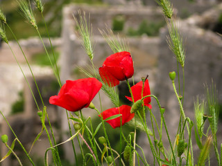 Obraz premium red poppies on the background of the ruins of the Castle Of San Giovanni in Kotor city, Montenegro