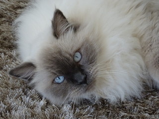Beautiful adult Ragdoll floppy cat